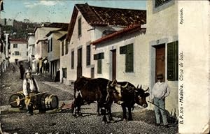 Image du vendeur pour Ansichtskarte / Postkarte Madeira Portugal, Zwei Bullen ziehen einen Schlitten im Ort mis en vente par akpool GmbH