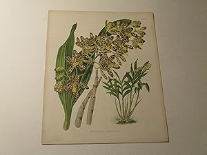 Bild des Verkufers fr The Orchid Album Color Lithograph of "Ansellia Africana" - Orchids - Plate #367 zum Verkauf von rareviewbooks