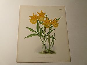 Bild des Verkufers fr The Orchid Album Color Lithograph of "Dendrobium Brymerianum" - Orchids - Plate #398 zum Verkauf von rareviewbooks