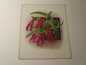 Image du vendeur pour The Orchid Album Color Lithograph of "Rodriguezia Secunda" - Orchids - Plate #351 mis en vente par rareviewbooks