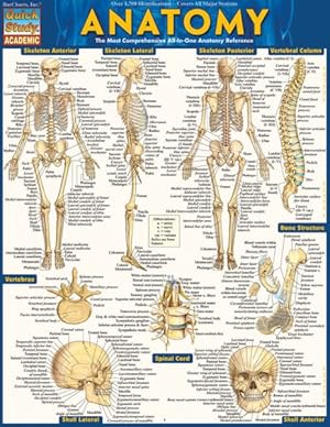 Seller image for Anatomy for sale by GreatBookPrices