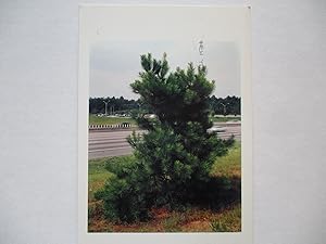 Seller image for Roe Ethridge Neutral Territory Anna Kustera Gallery 1999 Exhibition invite postcard for sale by ANARTIST