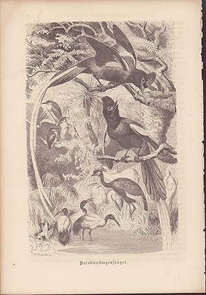 Bild des Verkufers fr Paradiesfliegenfnger. Stahlstich von 1866. zum Verkauf von ANTIQUARIAT Franke BRUDDENBOOKS