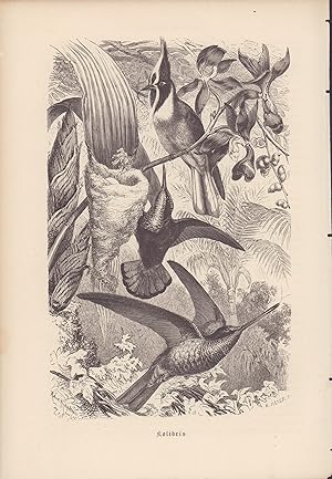 Bild des Verkufers fr Kolibris. Stahlstich von 1867. zum Verkauf von ANTIQUARIAT Franke BRUDDENBOOKS