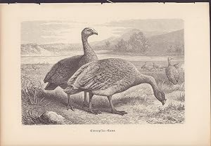Bild des Verkufers fr Cereopsis-Gans. Stahlstich von 1867. (Hhnergans) zum Verkauf von ANTIQUARIAT Franke BRUDDENBOOKS
