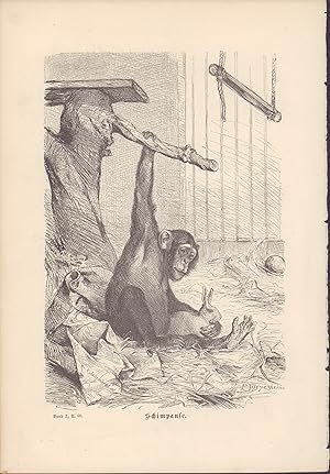 Seller image for Schimpanse. Stahlstich von 1876. for sale by ANTIQUARIAT Franke BRUDDENBOOKS