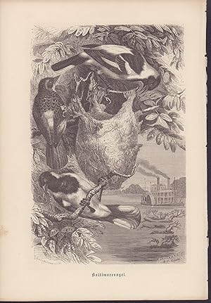 Bild des Verkufers fr Baltimorevogel. Stahlstich von 1866. zum Verkauf von ANTIQUARIAT Franke BRUDDENBOOKS