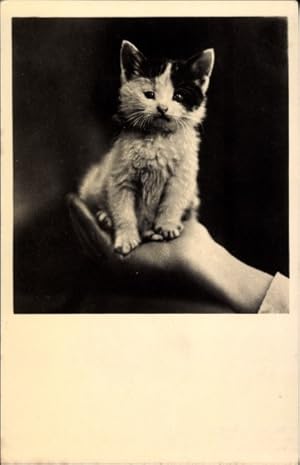 Bild des Verkufers fr Ansichtskarte / Postkarte Der Findling, kleine Katze auf einer Hand zum Verkauf von akpool GmbH