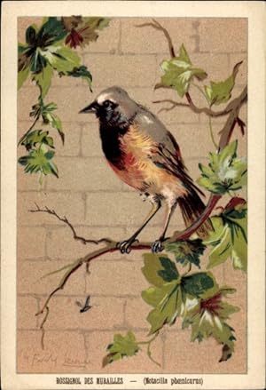 Künstler Ansichtskarte / Postkarte Motacilla phoenicurus, Gartenrotschwanz