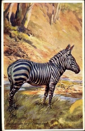 Künstler Ansichtskarte / Postkarte Mountain Zebra