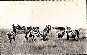 Ansichtskarte / Postkarte Troupeau de Zebres, Zebras