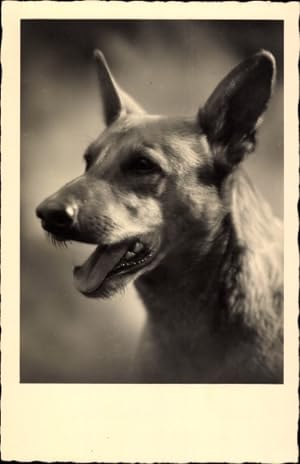 Ansichtskarte / Postkarte Schäferhund, Hundeportrait