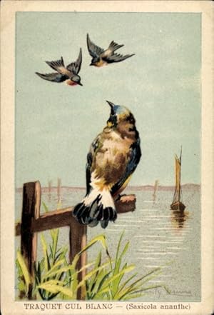 Künstler Ansichtskarte / Postkarte Saxicola oenanthe, Schmätzer