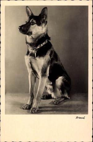 Ansichtskarte / Postkarte Schäferhund, Hundeportrait - Amag 65220/3