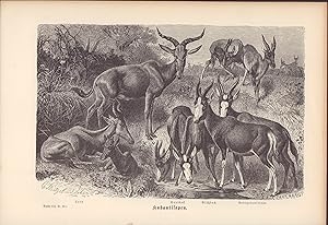 Seller image for Kuhantilopen. Stahlstich von 1877. Lora - Buntbock - Blgbock - Senegalantilope for sale by ANTIQUARIAT Franke BRUDDENBOOKS