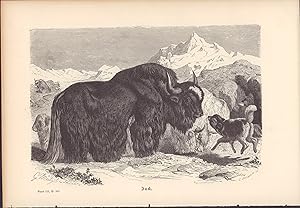 Seller image for Jack. Stahlstich von 1877. Yak. for sale by ANTIQUARIAT Franke BRUDDENBOOKS