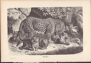Seller image for Panther. Stahlstich von 1876. for sale by ANTIQUARIAT Franke BRUDDENBOOKS