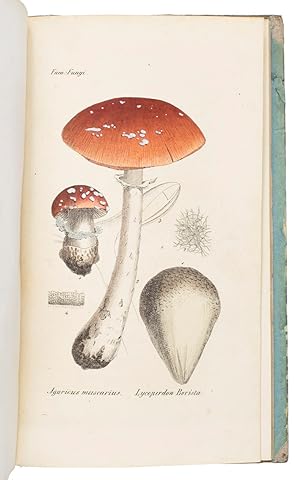 Over de Noord-Nederlandsche vergiftige gewaschen. [Rotterdam , 1836 ]. 4to. Manuscript in brown i...
