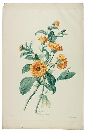 Souci des jardins. Calendula officinalis. L. [From: Fleurs dessinées d'après nature, Recueil uti...