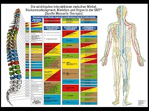Sanfte Manuelle Therapie - SMT® Poster 95,5 x 67,5 cm. Die wichtigsten Interaktionen zwischen Wir...
