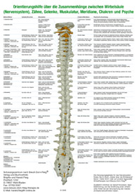 Orientierungshilfe an der Wirbelsäule DIN A2. Orientierungshilfe über die Zusammenhänge an der Wi...