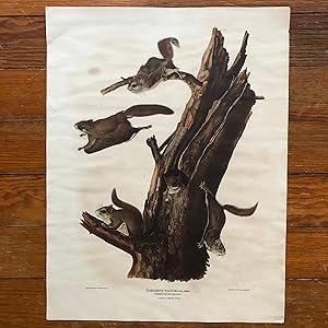 Imagen del vendedor de Audubon Print - Common Flying Squirrel a la venta por Under the Covers Antique Books