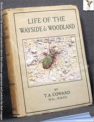 Life of the Wayside and Woodland: When, Where, and What to Observe and Collect