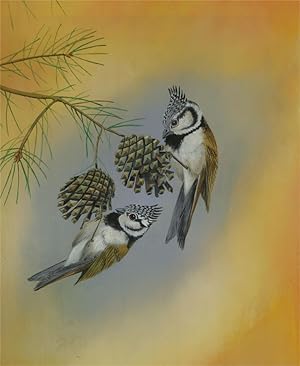 Alan Fairbrass - Contemporary Oil, Crested Tits