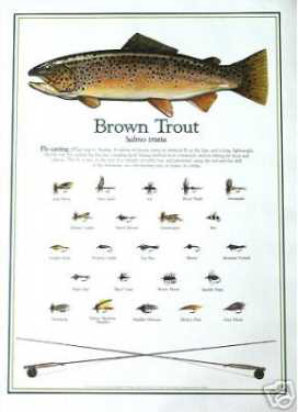 Brown Trout Fly Fishing Print