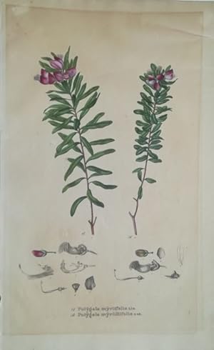 A: Polygala myrtifolia Lin. B: Polygala myrtillifolia nob. Kol. Lithographie aus: Nees von Esenbe...