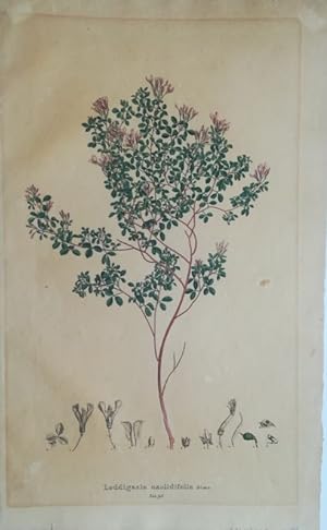 Loddigesa oxalidifolia Sims. Kol. Lithographie Tab. 98 aus: Nees von Esenbeck, Theodor F. L.: Sam...