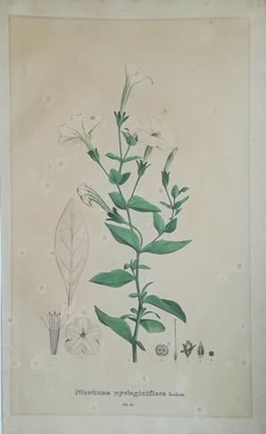 Nicotiana nyctaginiflora Lehm. Kol. Lithographie Tab. 61 aus: Nees von Esenbeck, Theodor F. L.: S...