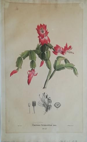 Cereus truncatus Dec. Kol. Lithographie Tab. 57 von A. Henry nach Hohe aus: Nees von Esenbeck, Th...