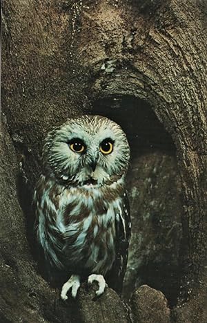 Immagine del venditore per nature postcard: Saw-Whet Owl venduto da Mobyville