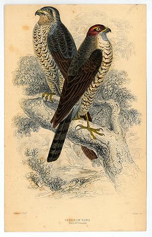 Image du vendeur pour Sparrow Hawk. Male & Female. mis en vente par Antiquariat INLIBRIS Gilhofer Nfg. GmbH