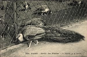 Bild des Verkufers fr Ansichtskarte / Postkarte Paris V., Jardin des Plantes, Le Paon et sa famille zum Verkauf von akpool GmbH
