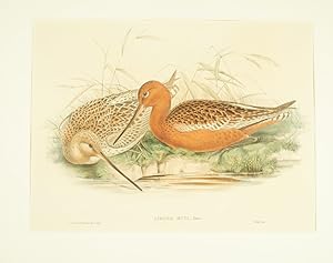 Seller image for Limosa Rufa, Temm. [Bar-tailed Godwit]. for sale by Asia Bookroom ANZAAB/ILAB
