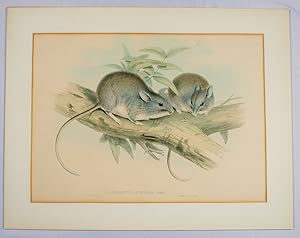 Hapalotus Apitalis. Gould [White-tipped stick-nest rat]