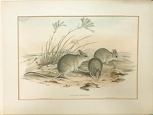 Bild des Verkufers fr Hapalotus Mitchellii. [Mitchell's Hopping Mouse] zum Verkauf von Asia Bookroom ANZAAB/ILAB