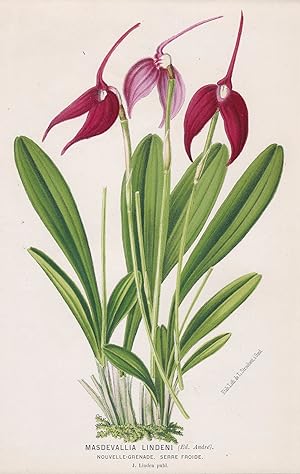 Seller image for Masdevallia Lindeni" - South America botanical Botanik Botanical Botany for sale by Antiquariat Steffen Vlkel GmbH