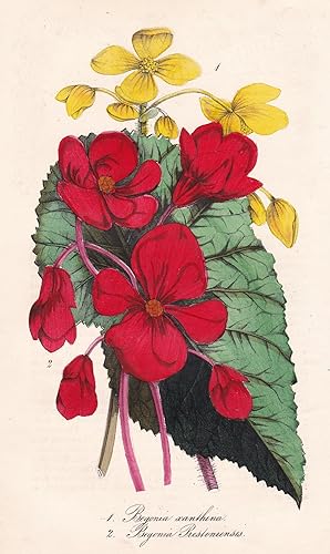 Image du vendeur pour 1. Begonia Xanthina 2. Begonia Prestoniensis" - flower Blume flowers Blumen botanical Botanik botany mis en vente par Antiquariat Steffen Vlkel GmbH