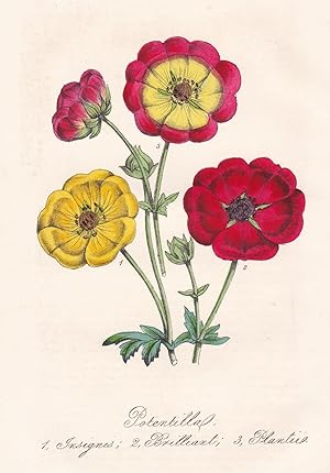 Image du vendeur pour Potentilla 1. Insignis 2. Brilliant 3. Plantii" - India flower Blume flowers Blumen botanical Botanik botany mis en vente par Antiquariat Steffen Vlkel GmbH