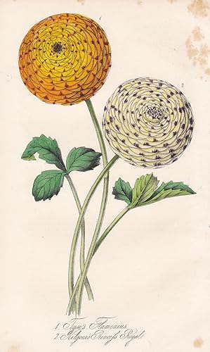 Image du vendeur pour Ranunculuses" - Hahnenfu buttercup flower Blume flowers Blumen botanical Botanik botany mis en vente par Antiquariat Steffen Vlkel GmbH