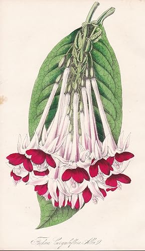 Image du vendeur pour Fuchsia Corymbiflora Alba" - flower Blume flowers Blumen botanical Botanik botany mis en vente par Antiquariat Steffen Vlkel GmbH