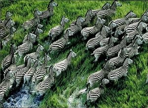 9 alte Ansichtskarte / Postkarte Tiere Zebras, diverse Ansichten