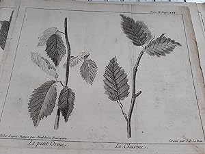 8 gravures sur le thème des feuilles d'arbres