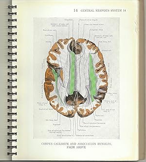 Illustrations of Regional Anatomy