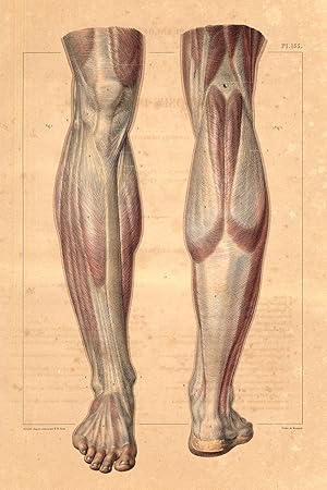 Medical Anatomy Antique Print-APONEUROSES OF THE LEG-BOURGERY-Jacob-Benard-1831