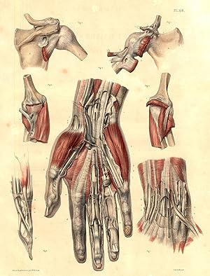 Medical Anatomy Antique Print-SYNOVIAL SHEATH-LIMB-BOURGERY-Jacob-Benard-1831