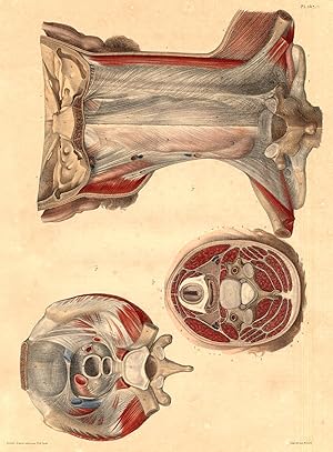 Medical Anatomy Antique Print-APONEUROSIS OF THE NECK-BOURGERY-Jacob-Benard-1831